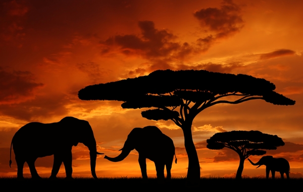 夕阳下的草原大象图片