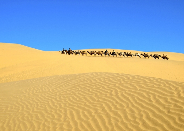 沙漠中的驼队图片