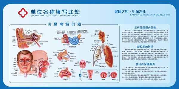 耳鼻喉科解剖图图片
