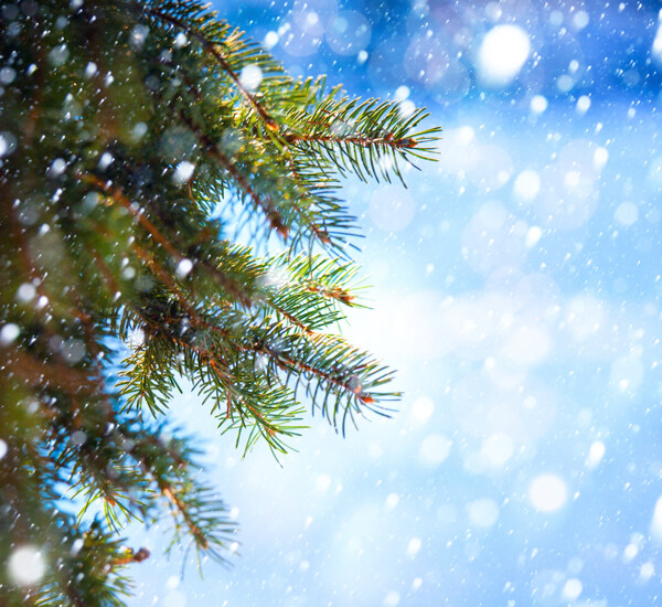圣诞树与雪花背景图片