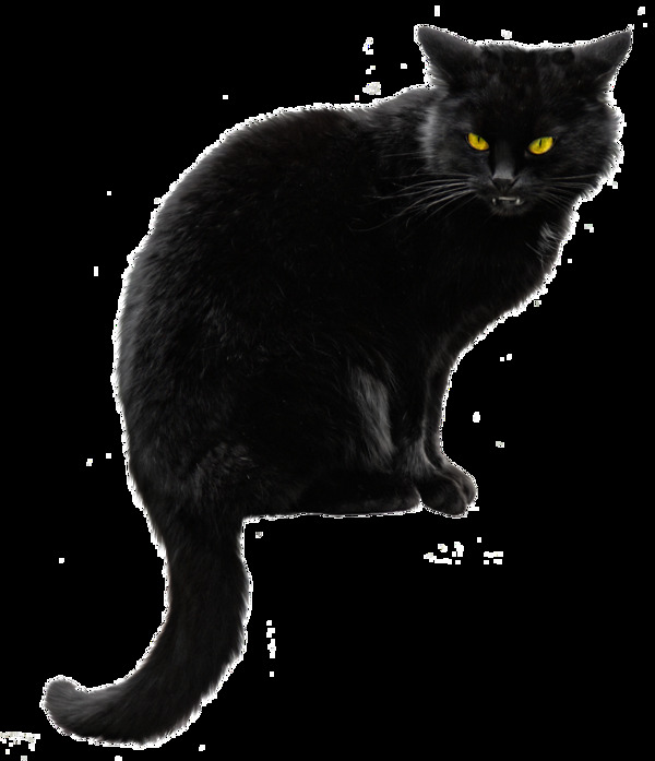 蹲着的黄眼黑猫免抠png透明素材
