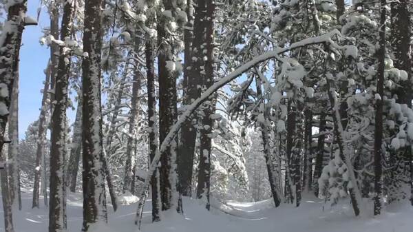 树上有雪的小路