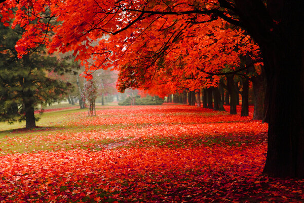 秋天枫树风景