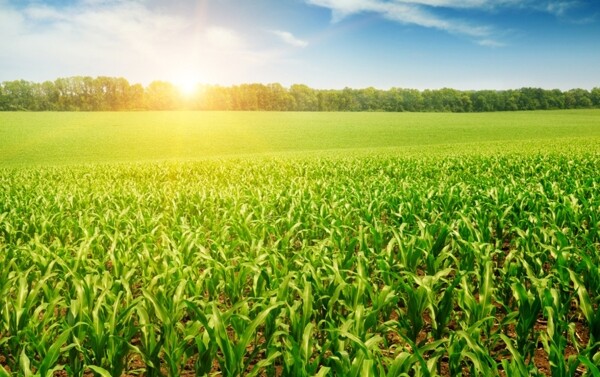 阳光下的玉米苗图片