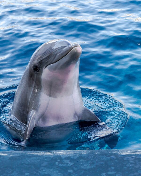 海豚海豚表演