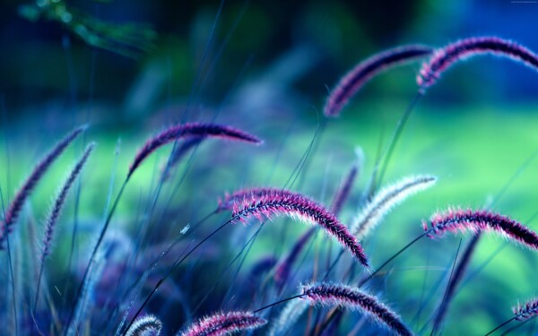 紫色的狗尾巴草