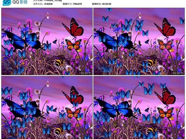 紫色的花和蝴蝶图片