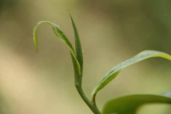 普洱茶树叶图片