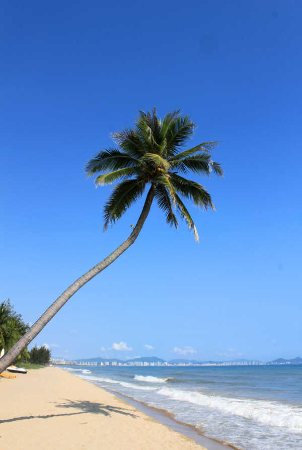 沙滩椰子树图片