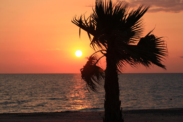夕阳下的椰树图片