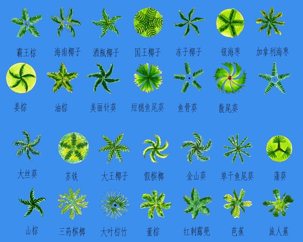 素材之棕榈系列