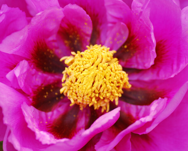 紫红色牡丹图片