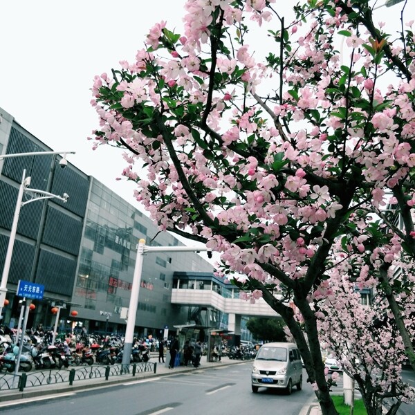 南京街头樱花树