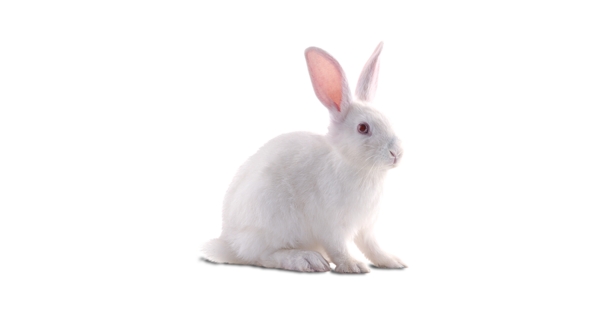 可爱白色长耳兔子动物