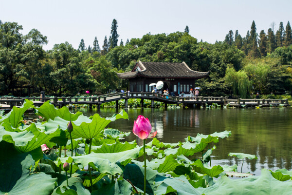 曲院风荷图片