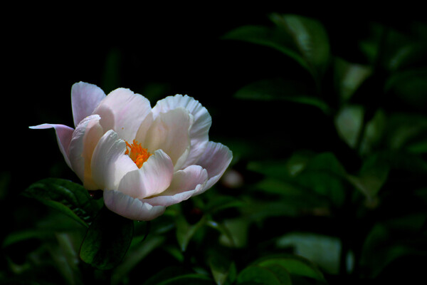 鲜艳白色芍药花图片