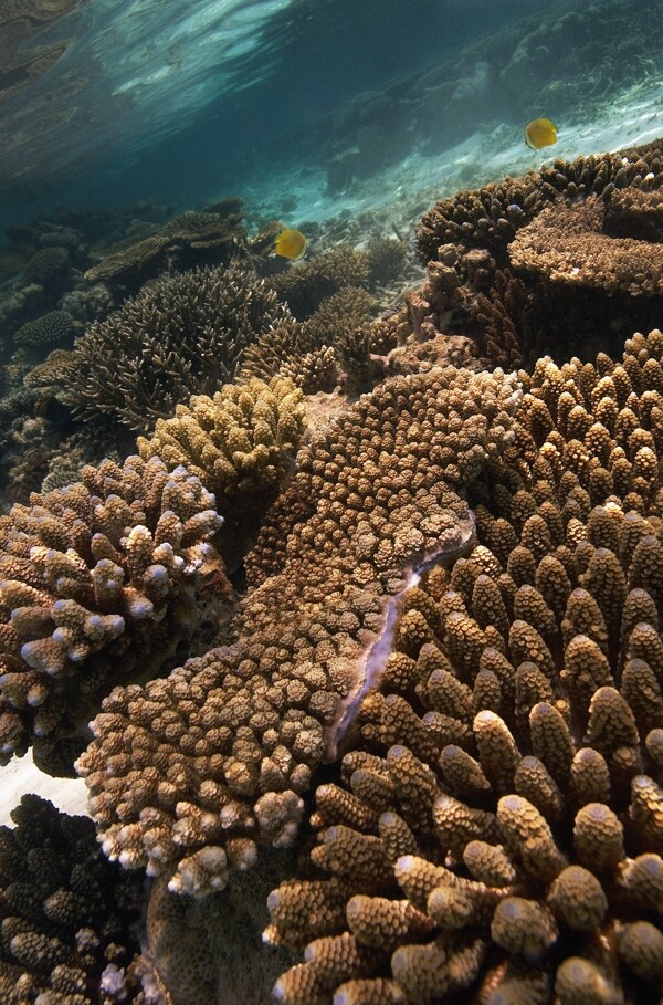 海底珊瑚高清大图图片
