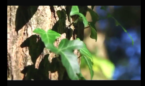 阳光绿叶树干视频素材