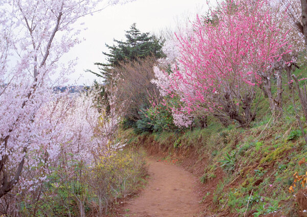 春暖花开花