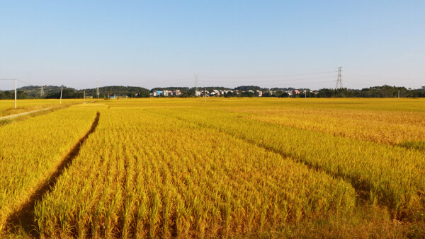 稻田