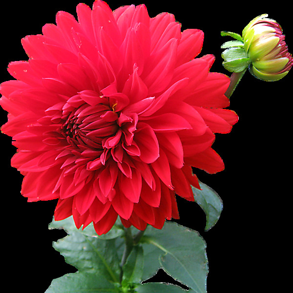 红色鲜花花朵png元素
