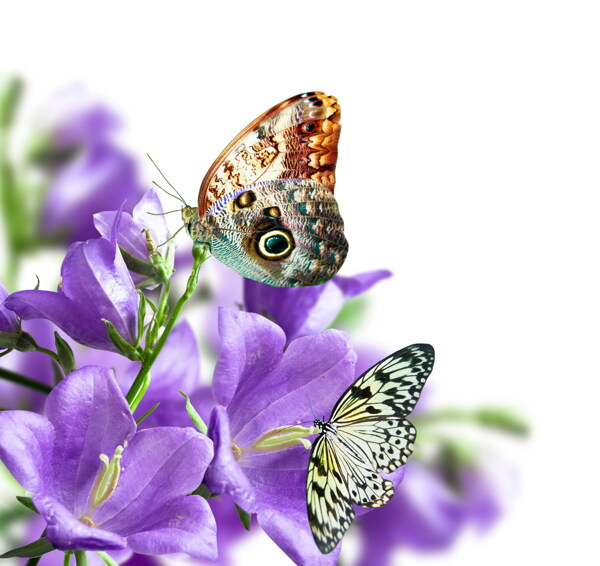 紫色花卉上蝴蝶图片