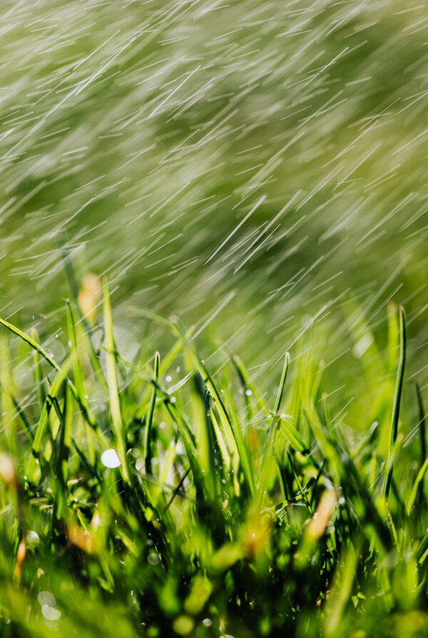 雨水中的草