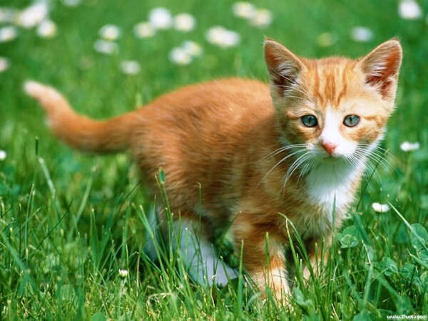 草丛中的小猫咪