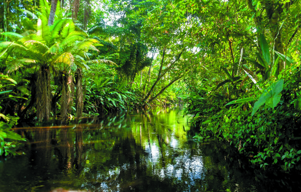 热带雨林深林装饰图