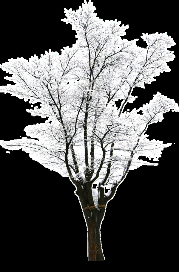 冬季落雪树枝png元素素材