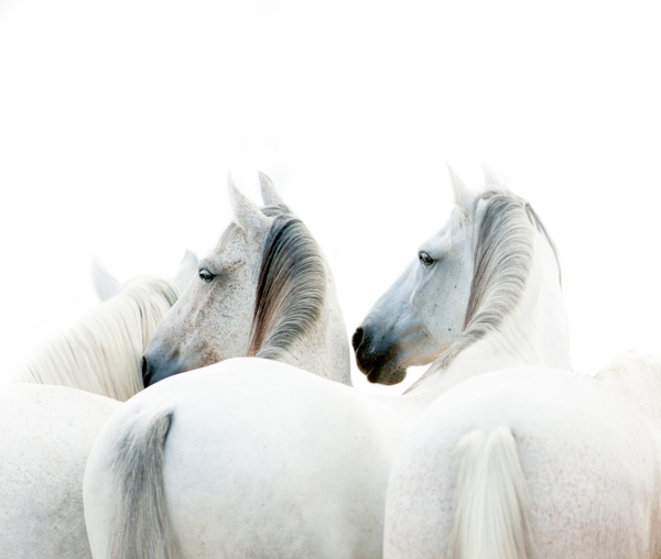漂亮的白色马头高清摄影