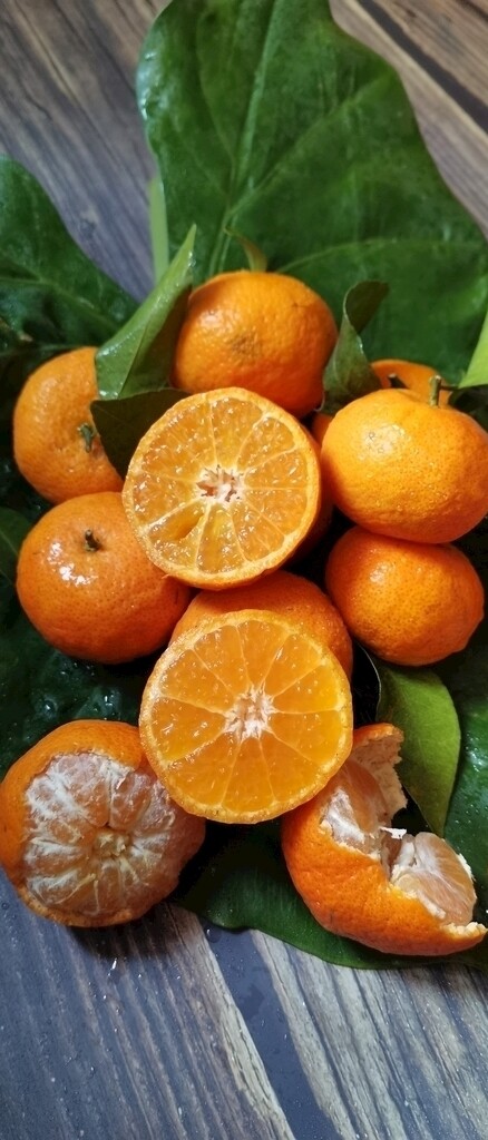 砂糖橘砂糖桔桔子水果图片