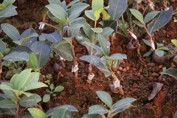 茶油树苗图片