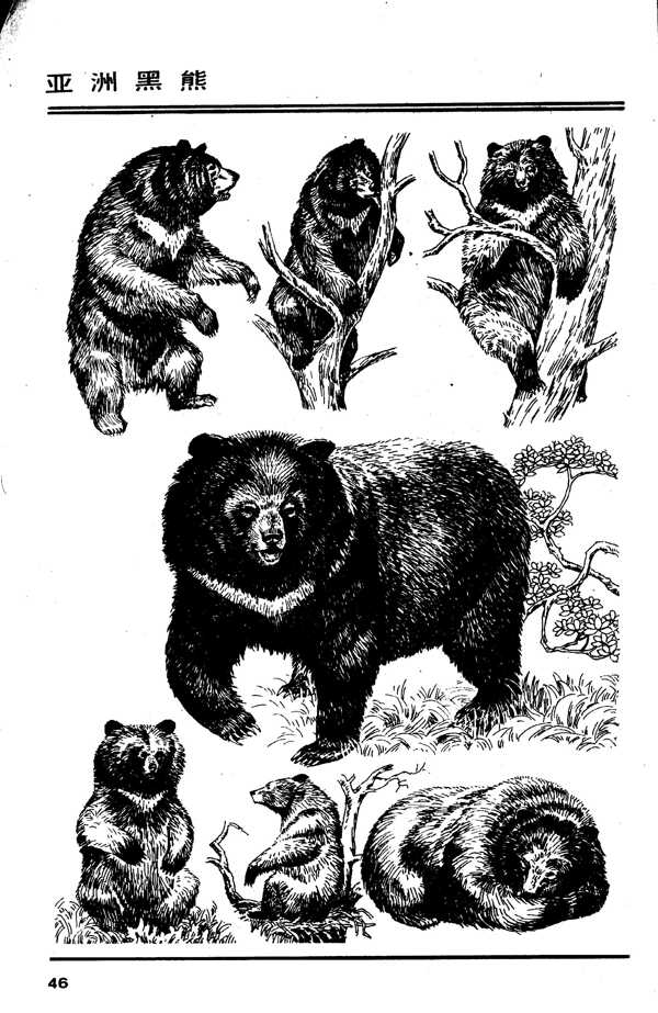 画兽谱43亚洲黑熊图片