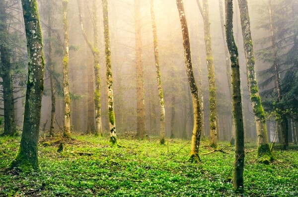 瑞士风景绿色的小树林