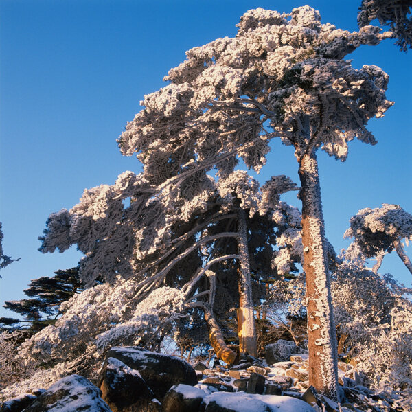 雪松图片