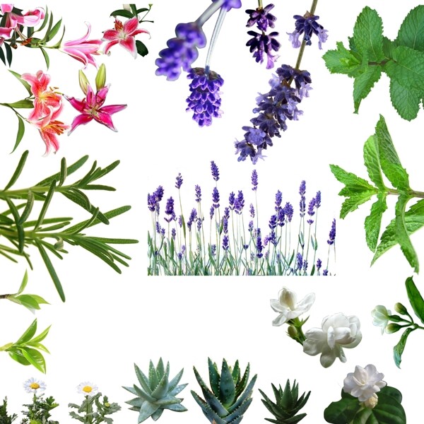 花草植物素材图片