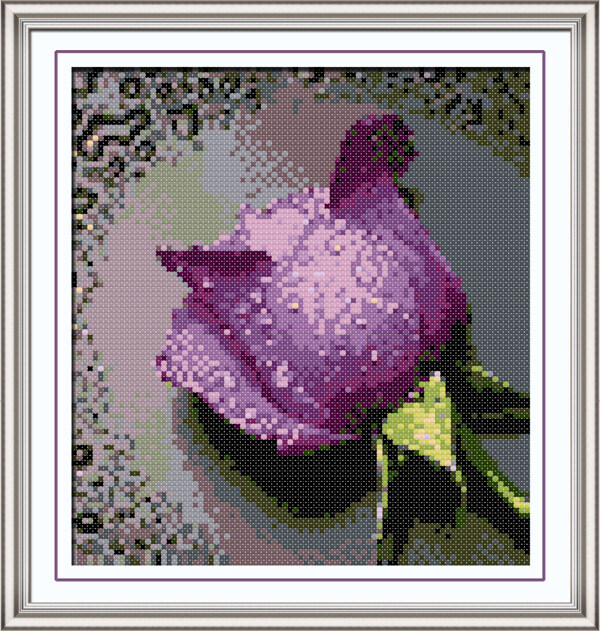滴露玫瑰紫图片
