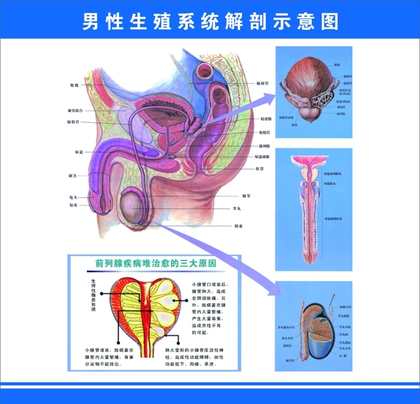 男性生殖系统解剖示意图