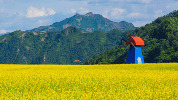 吉林集安油菜花风景