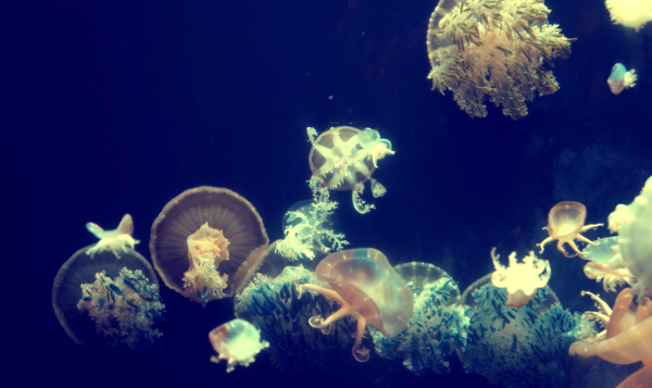 丰富海底水母风景图片
