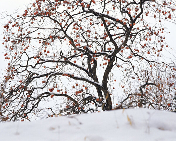 雪松枝的美景