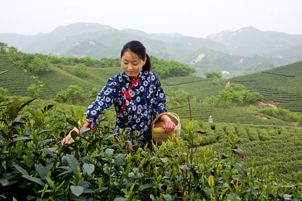 采茶女图片