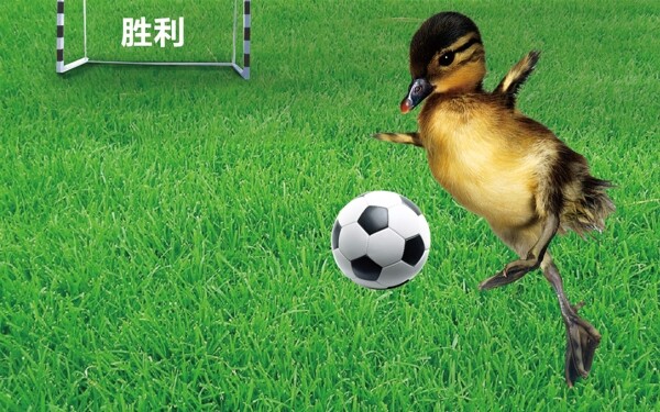 小鸭踢足球