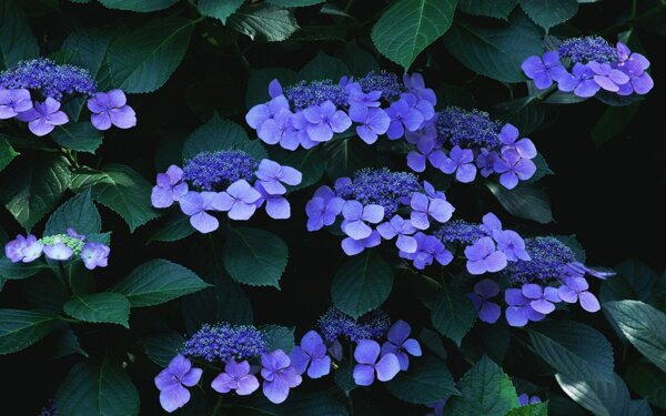 紫罗兰植物图片