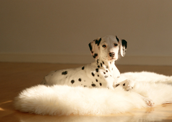 趴在毯子上晒太阳的斑点狗图片