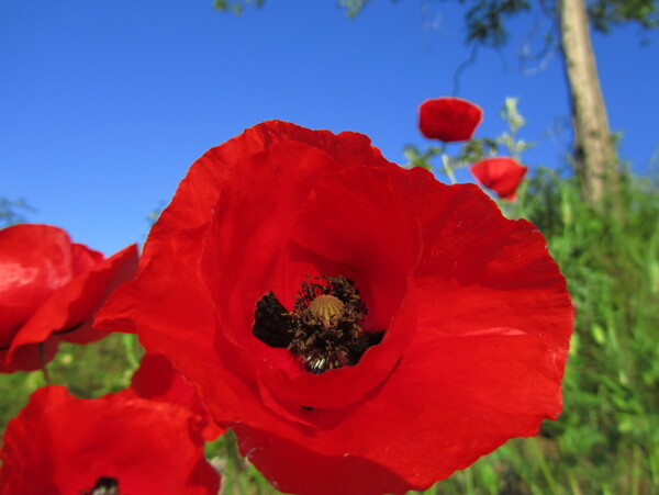 红色罂粟花图片
