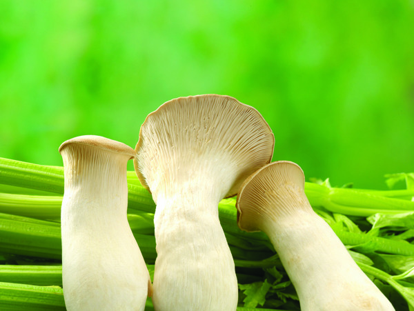 蘑菇与芹菜