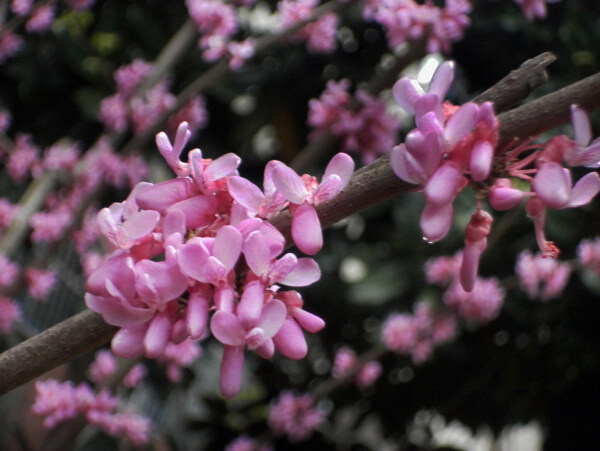 花枝樱花图片