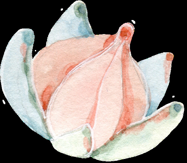 含苞待放水彩花卉透明装饰图案